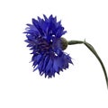 Close-up of a bright blue cornflower isolated. Royalty Free Stock Photo